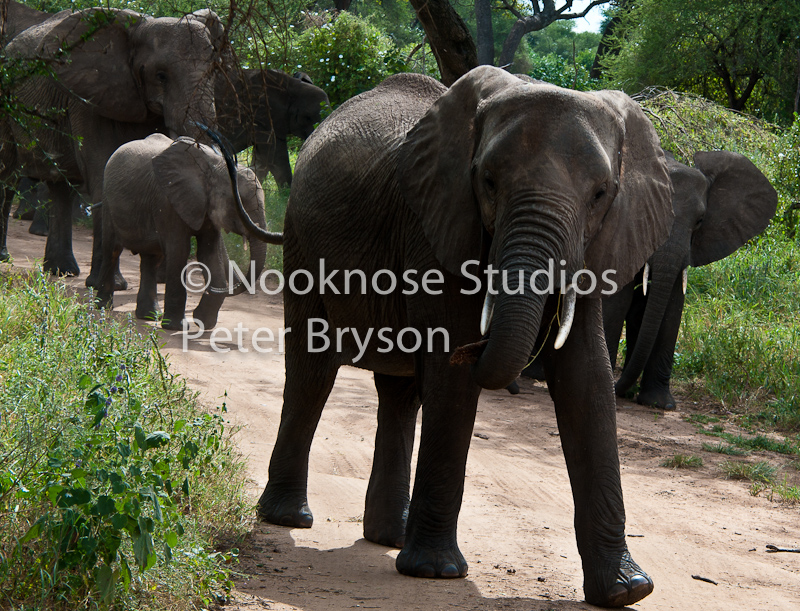 African Elephants  09